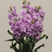 Матіола Кац Лайт Лавандер (Katz Light Lavender)
