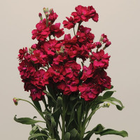 Матиола Кац Руби (Katz Ruby) 