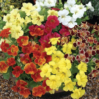 Мимулюс Максимус F1 Микс Формула