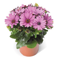 Остеоспермум Асти F1 Перпл Биколор (Asti F1 Purple Bicolor)