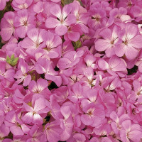 Пеларгонія Мультіблум F1 Пінк (Multibloom F1 Pink)