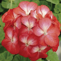Пеларгония Мультиблум F1 Скарлет Ай (Multibloom F1 Scarlet Eye)