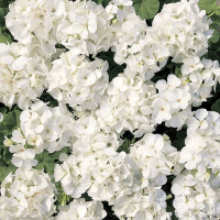Пеларгония Мультиблум F1 Вайт (Multibloom F1 White)