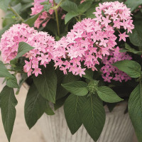 Пентас Нью Лук Пинк (New Look Pink)
