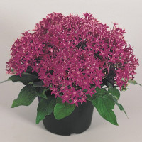 Пентас Нью Лук Вайлет (New Look Violet)