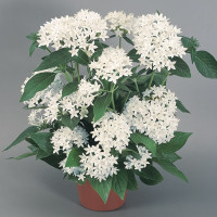 Пентас Нью Лук Вайт (New Look White)