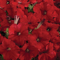 Петунія Селебриті F1 Ред (Celebrity F1 Red)