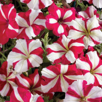 Петунія Селебриті F1 Роуз Стар (Celebrity F1 Rose Star)