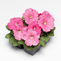 Петунія Дамаск F1 Пінк (Damask F1 Pink)