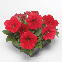Петуния Дамаск F1 Ред (Damask F1 Red)