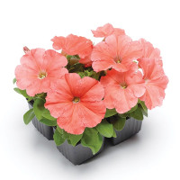 Петунія Дамаск F1 Салмон (Damask F1 Salmon) 