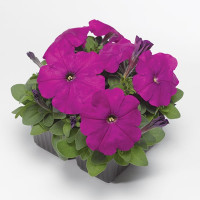 Петунія Дамаск F1 Вайлет (Damask F1 Violet)