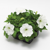 Петуния Дамаск F1 Вайт (Damask F1 White)