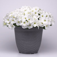 Петуния Е3 Изи Вейв F1 Вайт (E3 Easy Wave F1 White)