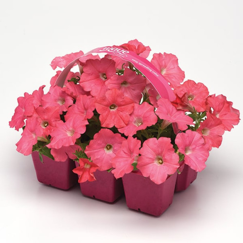 Изи Вейв Рози Доун F1