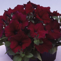 Петунія Ламбада F1 Бургунді (Lambada F1 Burgundy)