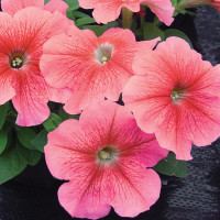 Петунія Ламбада F1 Салмон Вейнед (Lambada F1 Salmon Veined)