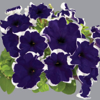 Петуния Лимбо F1 Блю Пикотэ ( Limbo F1 Blue Picotee)