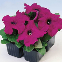 Петуния Лимбо F1 Перпл (Limbo F1 Purple)