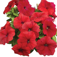 Петунія Лімбо F1 Ред (Limbo F1 Red)