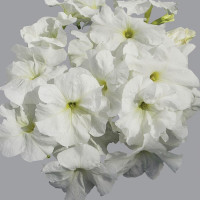 Петунія Лімбо F1 Вайт (Limbo F1 White)