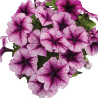 Петуния Мамбо F1 Орхид Вейнед (Mambo F1 Orchid Veined)