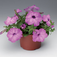 Петунія Плаш F1 Лілак Перл (Plush F1 Lilac Pearl)