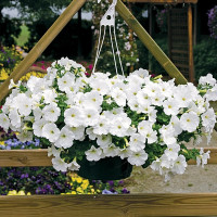 Петуния Плаш F1 Вайт (Plush F1 White)