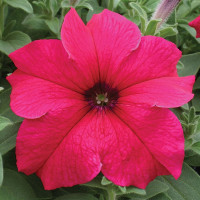 Петунія Прізм F1 Діп Роуз (Prism F1 Deep Rose)