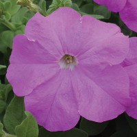 Петуния Призм F1 Лавандер (Prism F1 Lavender)