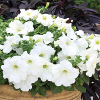 Петуния Призм F1 Вайт (Prism F1 White)