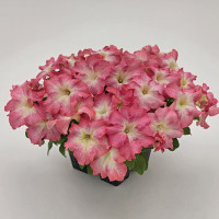 Петуния Саксесс! HD Салмон Морн (SUCCESS! HD Salmon Morn)