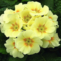Примула Прем'єра F1 Лайт Єллоу (Primera F1 Light Yellow)