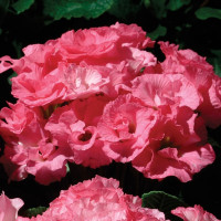 Примула Примлет Пинк Шейдс (Primlet Pink Shades)