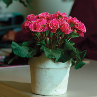 Примула Прімлет Роуз Едж (Red Rose Edge)