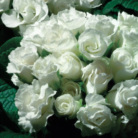 Примула Прімлет Вайт (Primlet White)