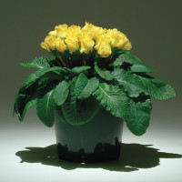 Примула Примлет Еллоу (Primlet Yellow)