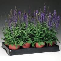 Шалфей Мерло Блю Компакт (Merleau Blue Compact)