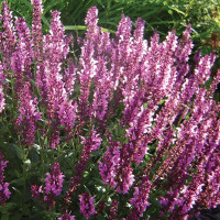 Шавлія Мерло Роуз Компакт (Merleau Rose Compact)