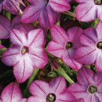 Табак крылатый Саратога F1 Перпл Биколор (Saratoga F1 Purple Bicolor)