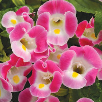Торенія Каваї Роуз (Kauai Rose)