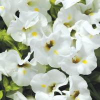 Торенія Каваї Вайт (Kauai White)