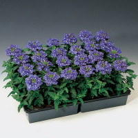 Вербена Обсешн F1 Лайт Блю віз Ай (Obsession F1 Light Blue with Eye)