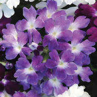 Вербена Кварц Блю (Quartz XP Blue)