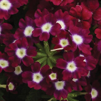 Вербена Кварц Бургунди виз Ай (Quartz XP Burgundy with Eye)