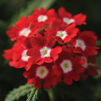 Вербена Кварц Ред віз Ай (Quartz XP Red with Eye)