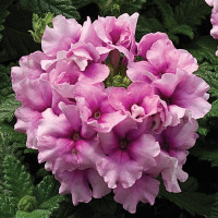 Вербена Тускані F1 Орхід Фрост (Tuscany F1 Orchid Frost)