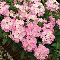 Вербена Тускани F1 Пинк Пикотэ (Tuscany F1 Pink Picotee)
