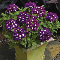 Вербена Тускани F1 Вайлет виз Ай (Tuscany F1 Violet with Eye)
