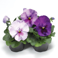Виола Дельта F1 Лавандер Блю Шейдс ((Delta F1 Lavender Blue Shades)